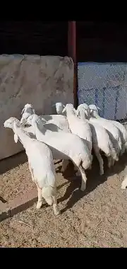 عرض يوم التأسيس ذبايح ثلاجه 4