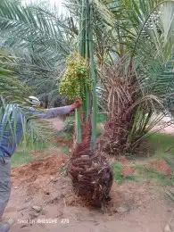 نخيل مثمر للبيع نخيل جثايث و فسائل ونقايل و نخيل واشنطني 4