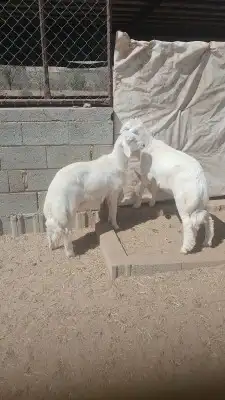 عرض يوم التأسيس ذبايح ثلاجه 0