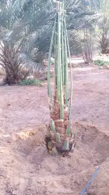 نخيل مثمر للبيع جثايث وفسائل و نقايل نخيل واشنطني وأشجار 6