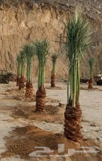 نخل للبيع القصيم بجميع أنواعه وجميع المقاسات توصيل وتركيب ا 0