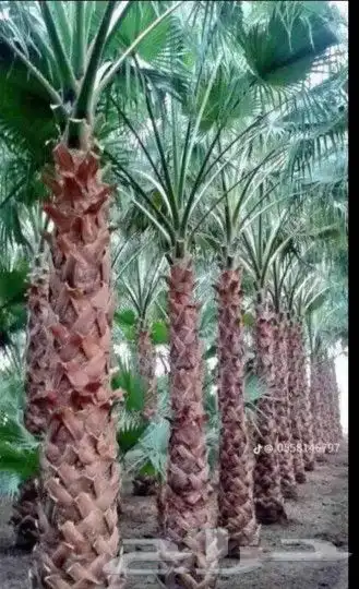 نخل واشنطن زينه 0