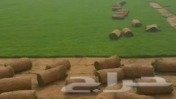 مزرعة الياسمين 9