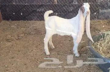 تيس حجازي هولندي مشروع فحل فاخر 6