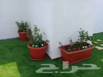 مزرعة الياسمين 5