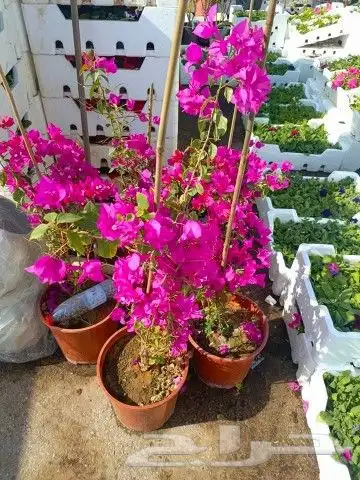 مزرعة الياسمين 7