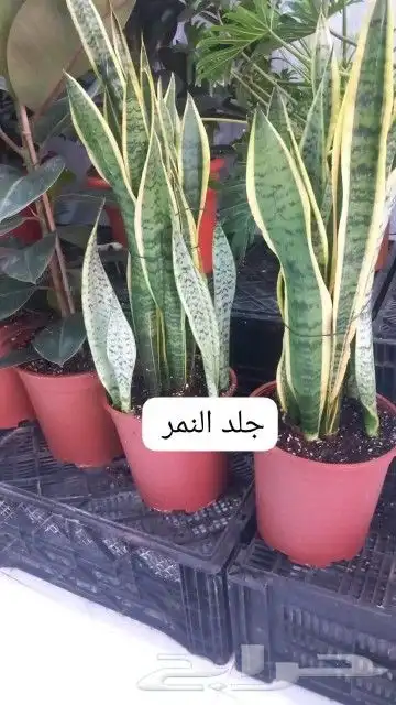 مزرعة الياسمين 2