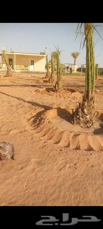 نخل صقعي واخلاص هبري احمر 5