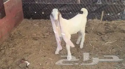 تيس حجازي هولندي مشروع فحل فاخر 5