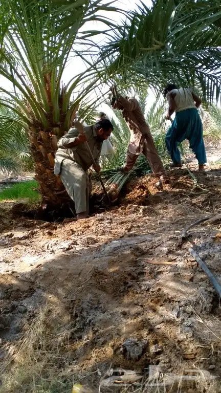 نخل للبيع القصيم بجميع أنواعه وجميع المقاسات توصيل وتركيب ا 1