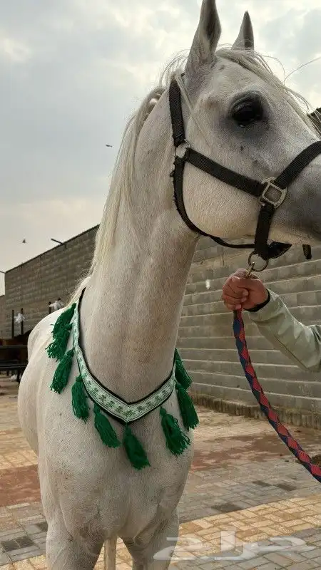 طوق زينه للخيل 2