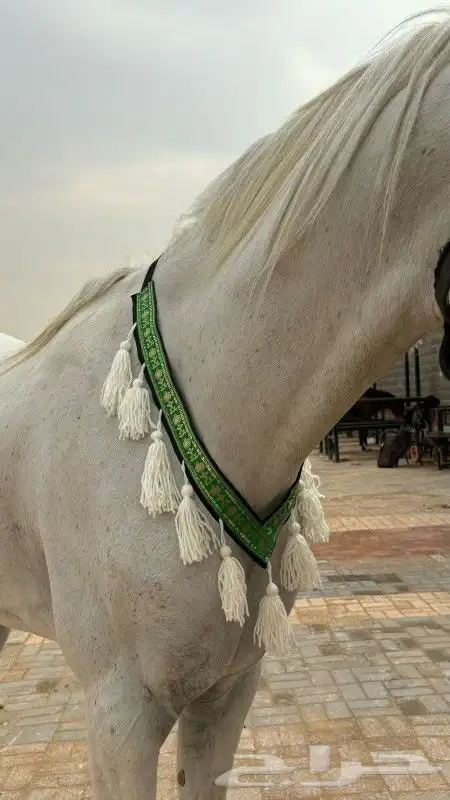 طوق زينه للخيل 3