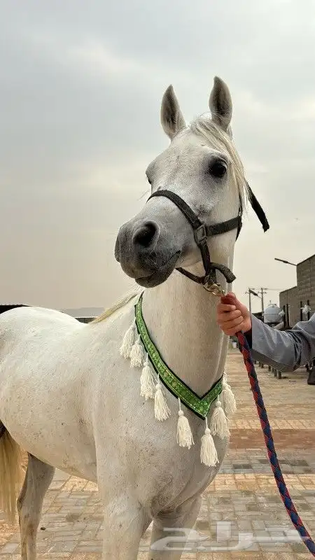 طوق زينه للخيل 4