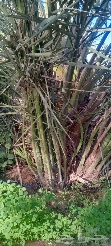 نخل فاخر صقعي ومجدول 3