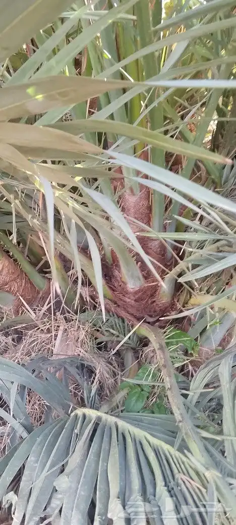 نخل فاخر صقعي ومجدول 1