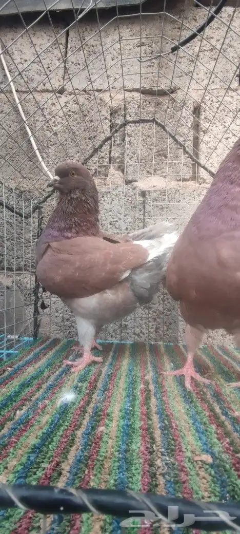 جوز كنق احمر 1