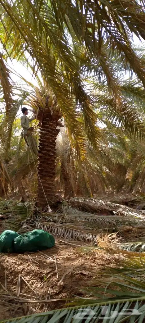 نخل للبيع القصيم بجميع أنواعه وجميع المقاسات توصيل وتركيب ا 4