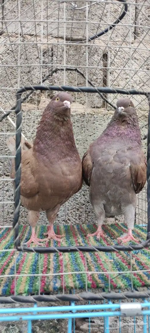 جوز كنق احمر 0