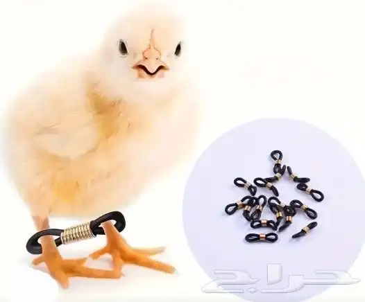 مطاط لعلاج مشكلة الكساح لصيصان دجاج سمان حبش حجل 2