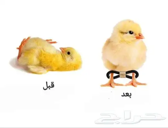 مطاط لعلاج مشكلة الكساح لصيصان دجاج سمان حبش حجل 0