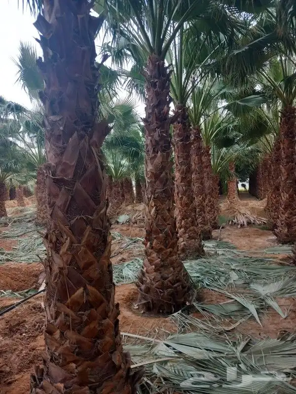 نخل واشنطن زينه 1