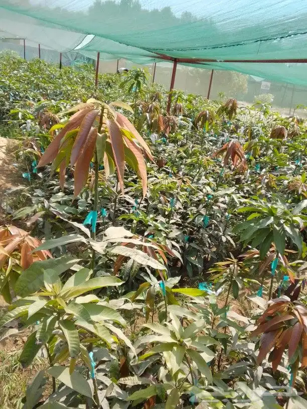 مانجوه هندي 0