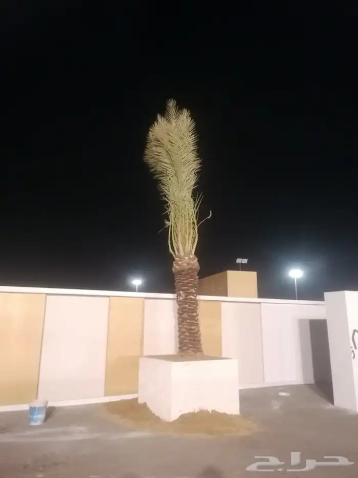 نخل للبيع فورن 1