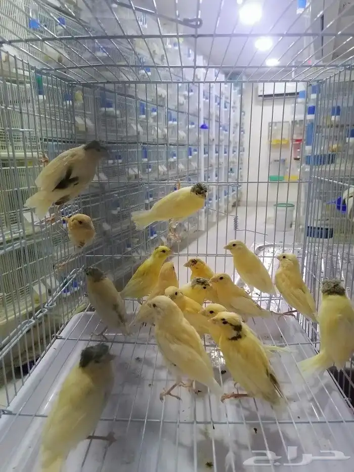 فروخ كناري سوري 0