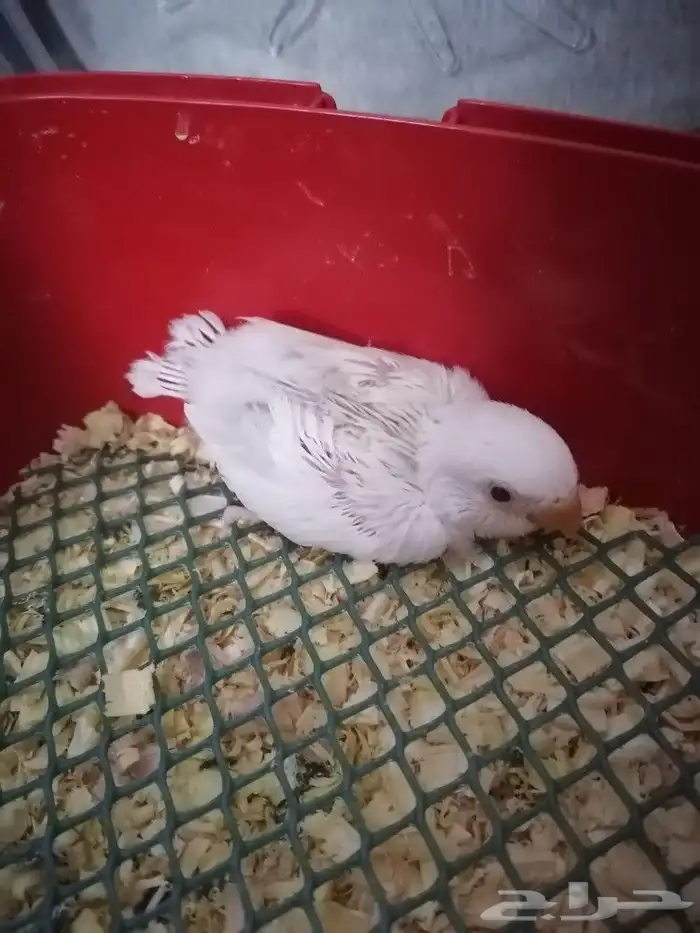 فرخ روز البينو غر ((تم البيع)) 0