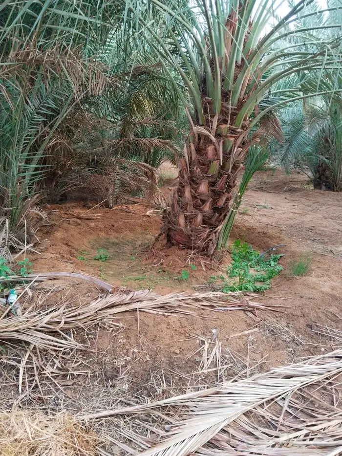 نخيل مثمر للبيع نخيل جثايث و فسائل ونقايل و نخيل واشنطني 2