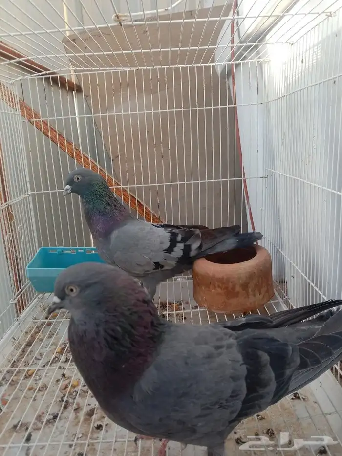حمام باكستاني كالا كمنقر 0