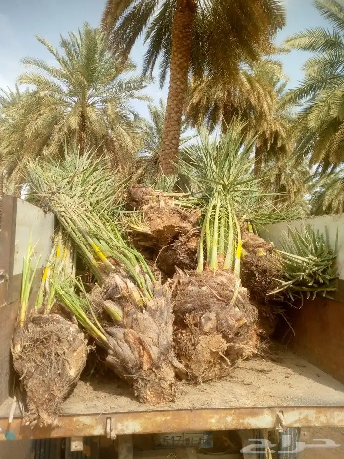 نخل صقعي واخلاص هبري احمر 1