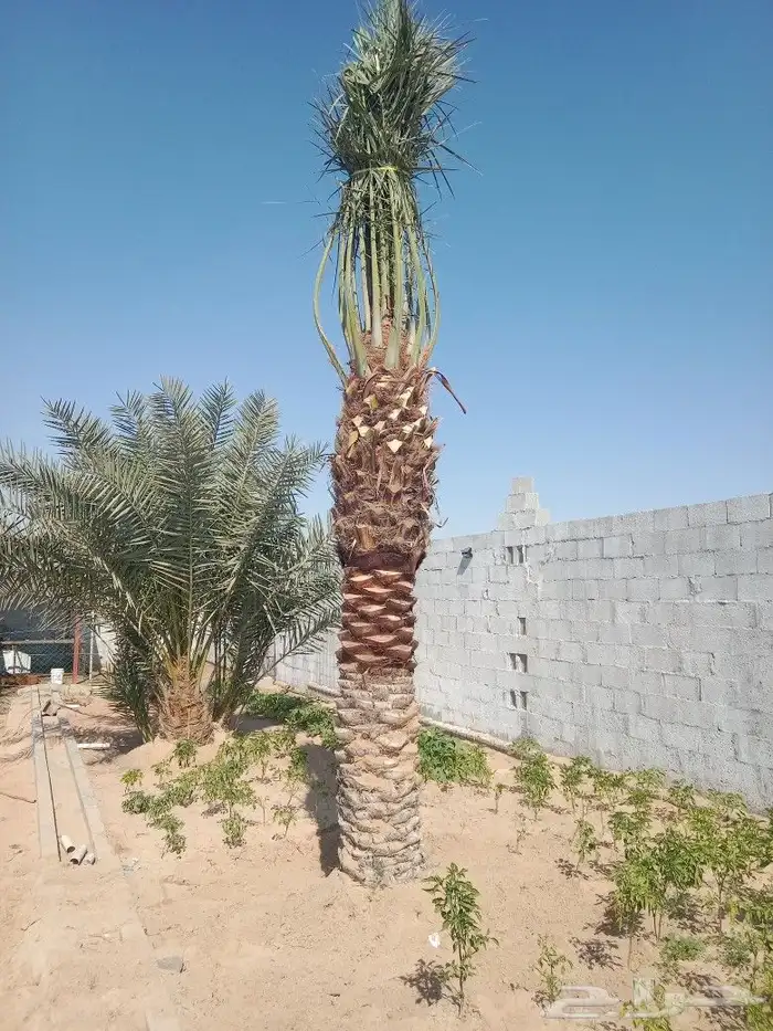 مقاولات عامه شبوك وزراعه نخيل 1