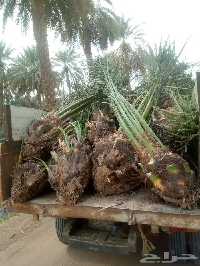 نخل صقعي واخلاص هبري احمر 3