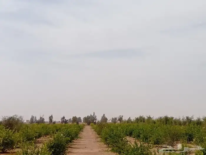 ليمون ابو زهيره 5