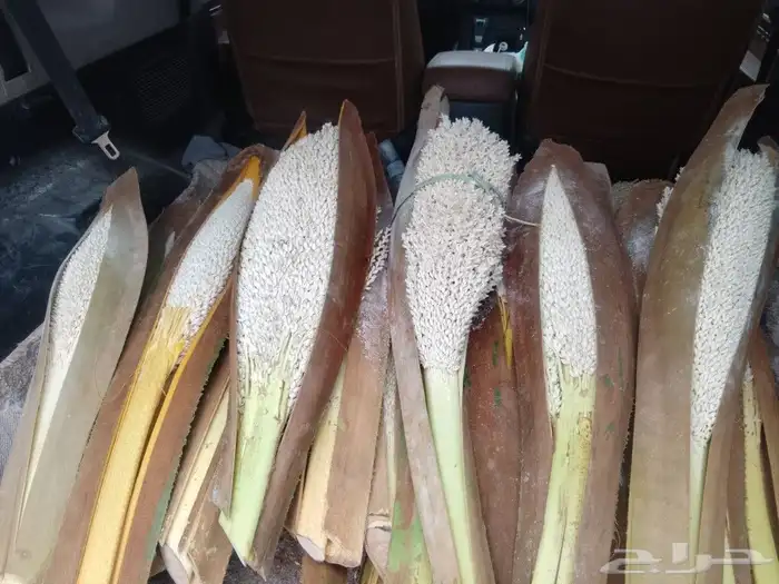 يوجد لدينا لقاح طازج سيوف وكراتين ناشف حق هذه السنه 1