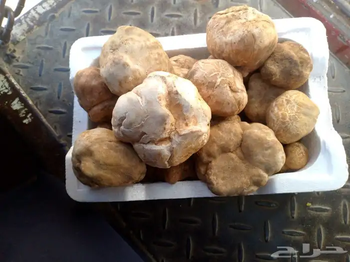 فقع طيب وجديد طازج شكل يومي 0