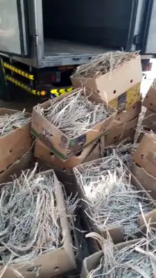 يوجد لدينا لقاح طازج سيوف وكراتين ناشف حق هذه السنه 2