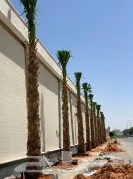 نخل واشنطني وشنطن واشنطونيا زينه للبيع 6