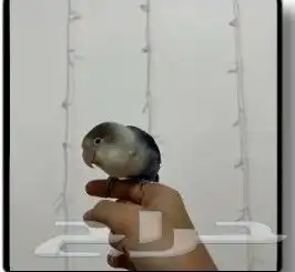 فيشر أنثى 2