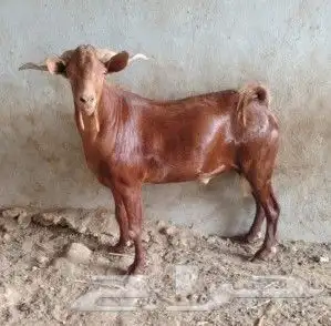 تيس أدهم فحل للبيع 0