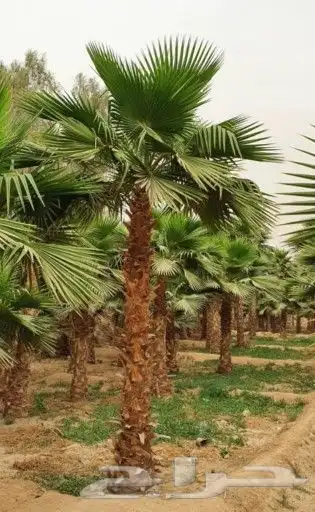 نخل واشنطني وشنطن واشنطونيا زينه للبيع 4