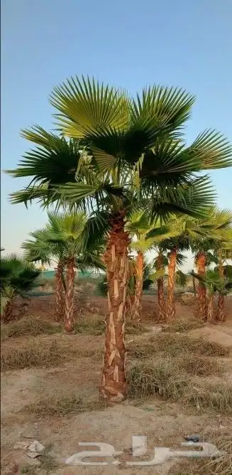 نخل واشنطني وشنطن واشنطونيا زينه للبيع 3