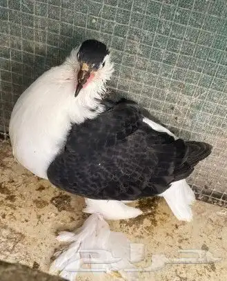 جوز شيرازي اوروبي تم اللبيع تم اللبيع تم اللبيع 4