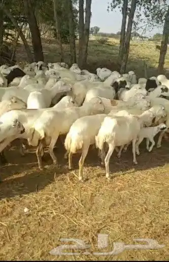 ضان مقاني للبيع العداد 60راس قرايب وسالمه من جميع المشاكل 4