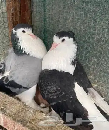جوز شيرازي اوروبي تم اللبيع تم اللبيع تم اللبيع 2