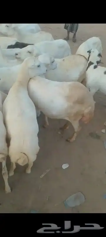 ضان مقاني للبيع العداد 60راس قرايب وسالمه من جميع المشاكل 2