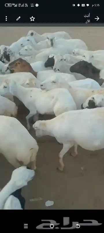 ضان مقاني للبيع العداد 60راس قرايب وسالمه من جميع المشاكل 3