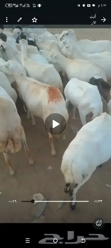 ضان مقاني للبيع العداد 60راس قرايب وسالمه من جميع المشاكل 0