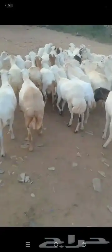 ضان مقاني للبيع العداد 60راس قرايب وسالمه من جميع المشاكل 1